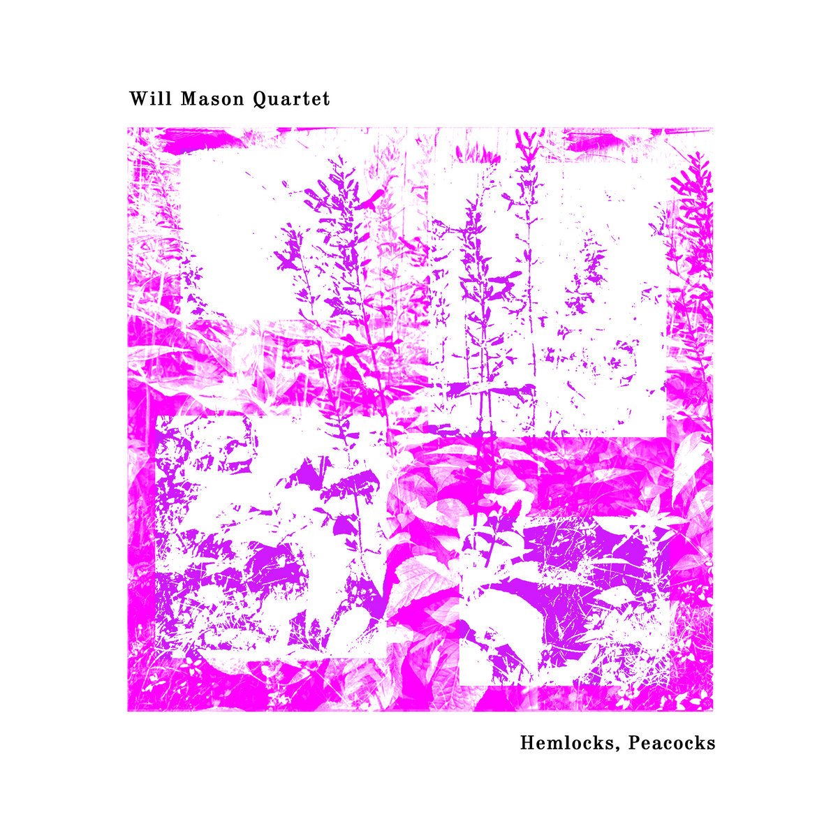 New Focus Recordings — Hemlocks, Peacocks